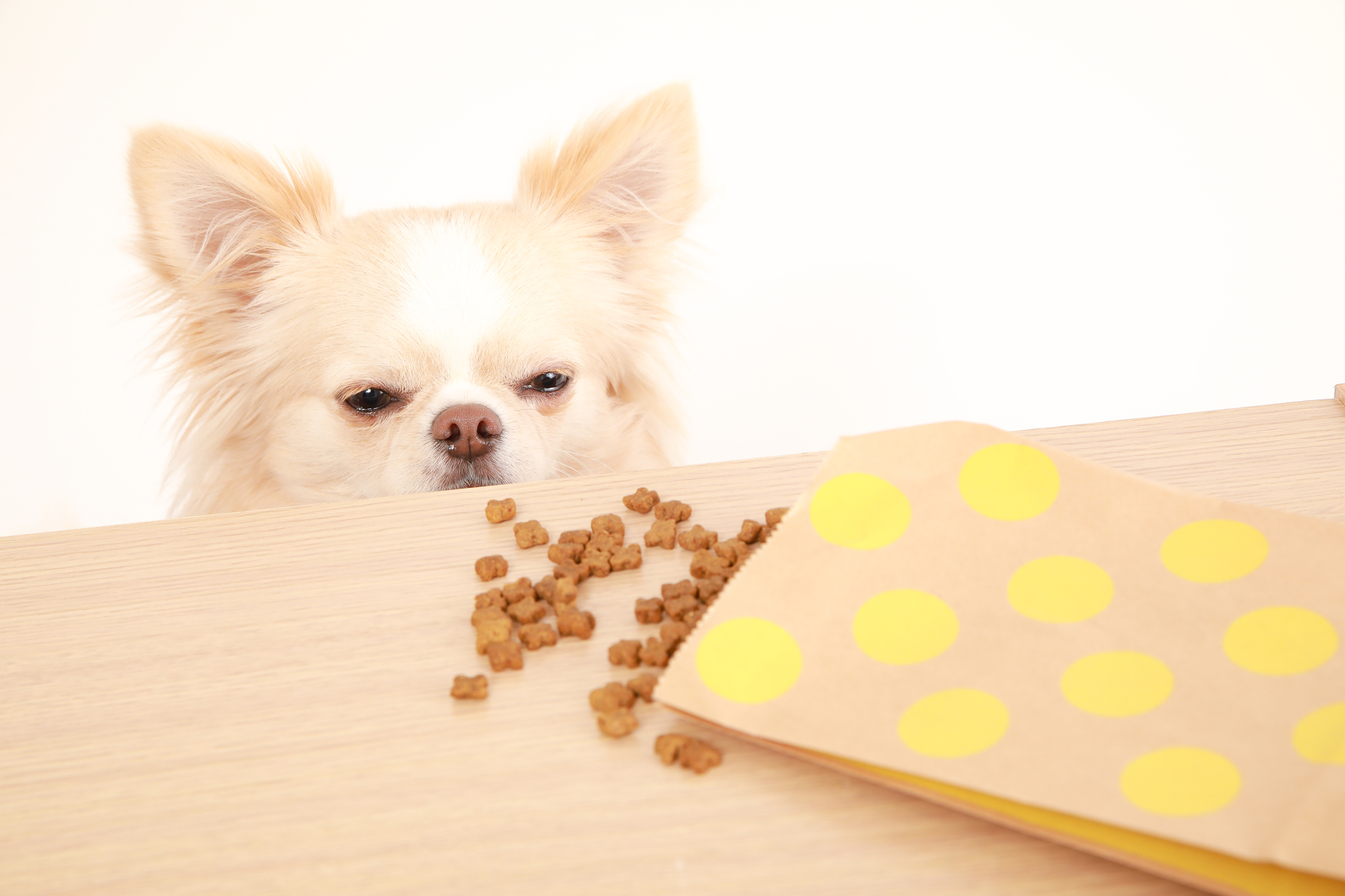 【愛犬の食いつきバツグン！】わんちゃんの健康を第一に考えた美味しいドッグフードをご紹介