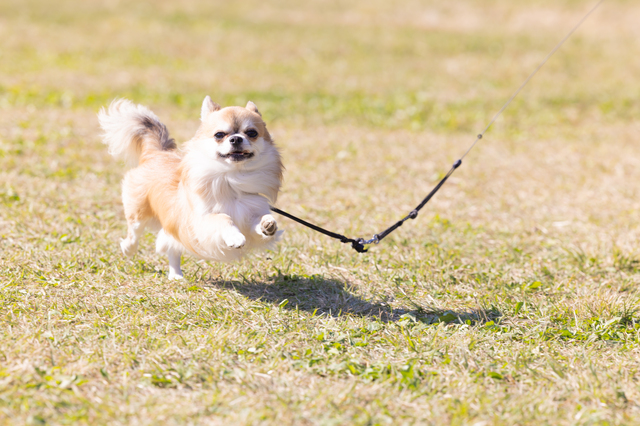 愛犬の肥満はドッグフードを減らせばいい訳ではない