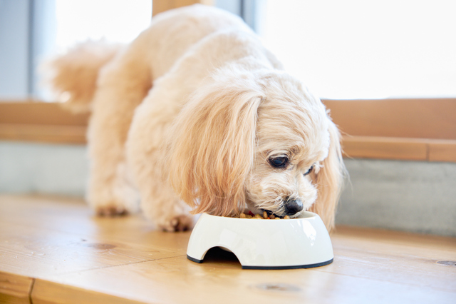 愛犬が肥満になってしまう原因と解消法