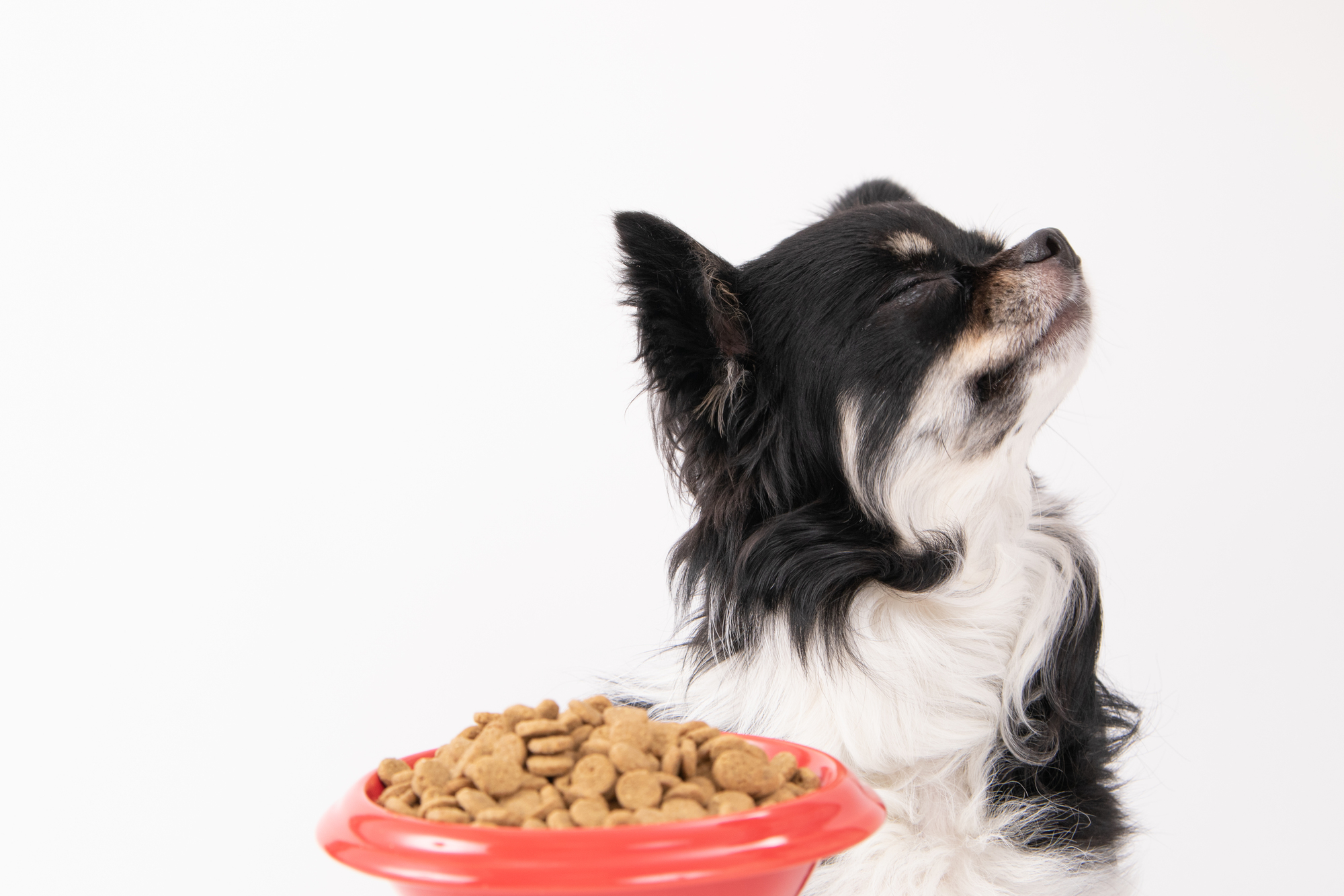 【食べない愛犬に】フードローテーションで食いつきや栄養の偏り防止できるドッグフードをご紹介