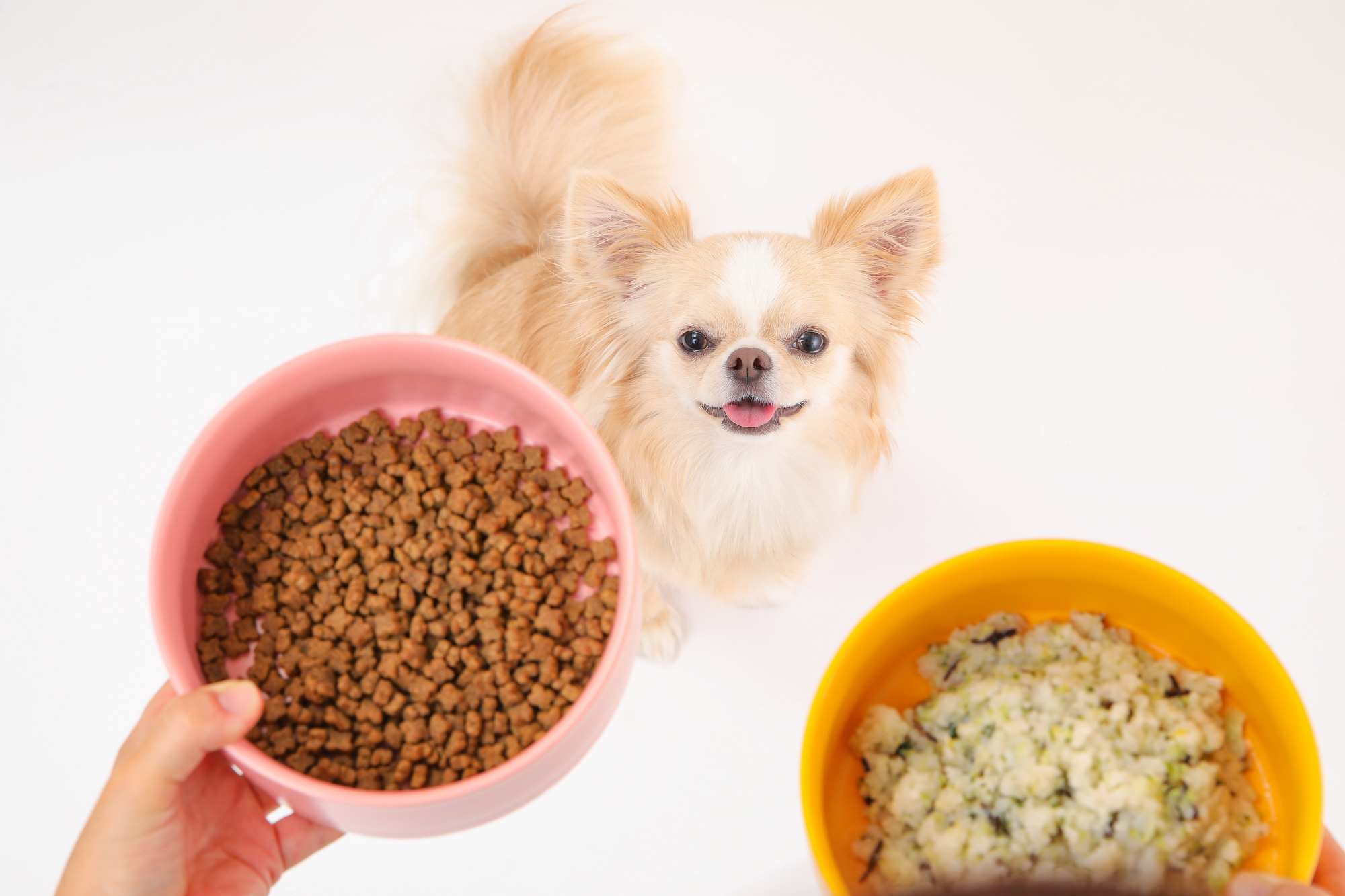 犬がドッグフードを食べなくなったときの対処法