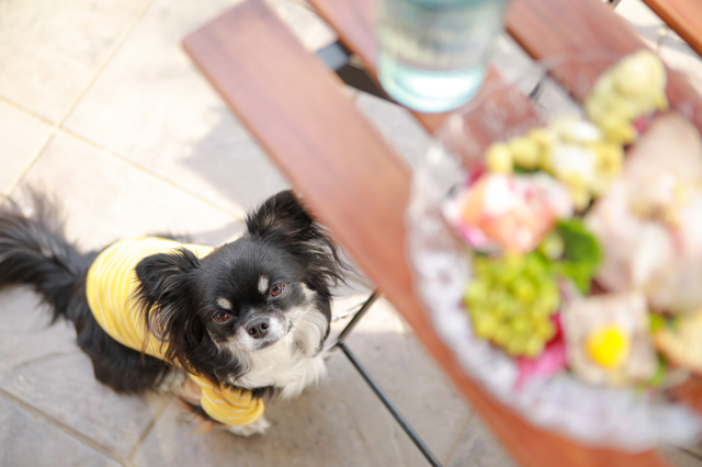 子犬にドッグフードを与えるときの注意点