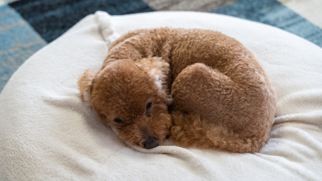 シニア犬と成犬用のドッグフードは何が違うの？