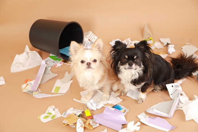 犬がドッグフードを食べなくなる原因とは？