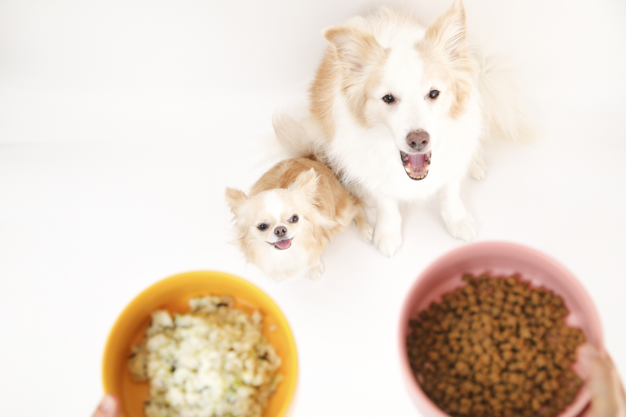 ドッグフードを食べないときの対処法