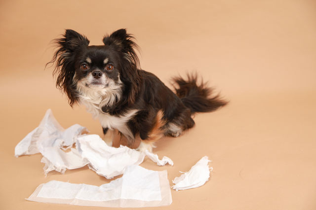 犬がドッグフードを食べない7つの原因