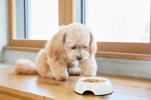 愛犬がドッグフードを食べない8つの原因