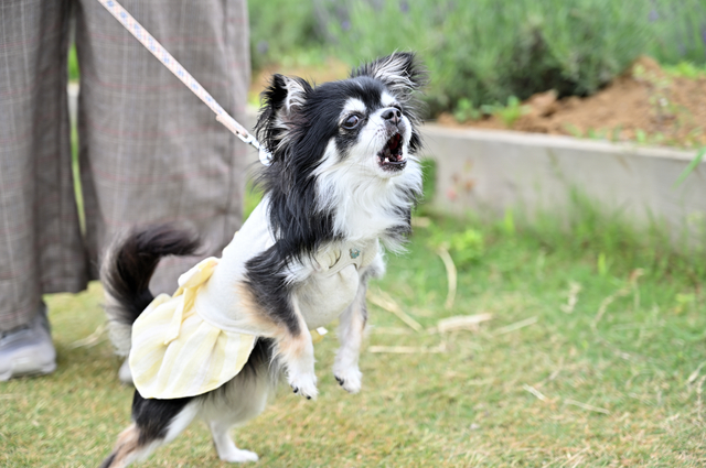 吠える犬に対する飼い主の心構え