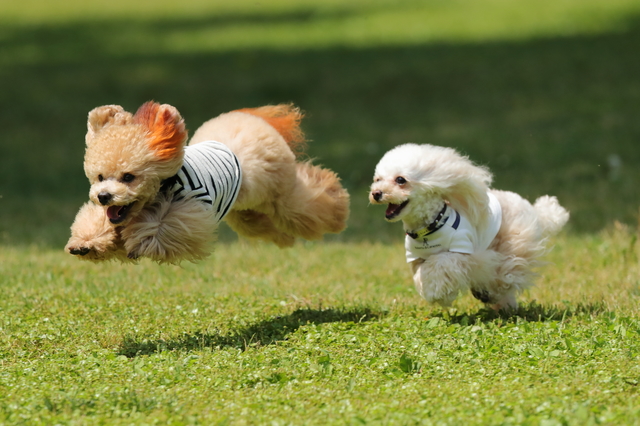 犬が吠えなくなるための秘訣