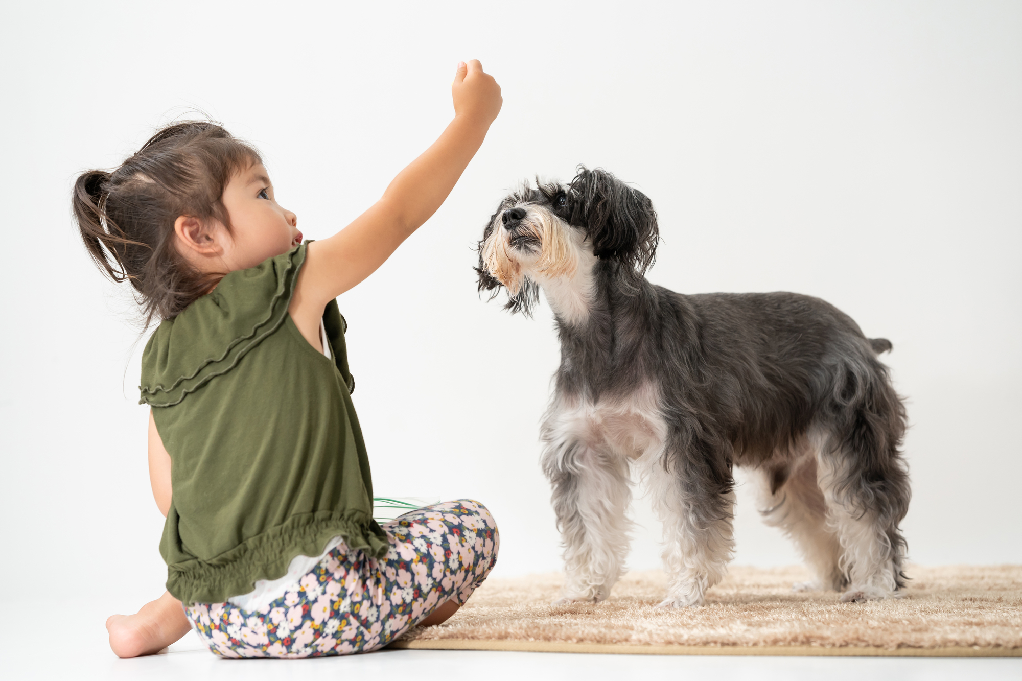 犬が吠える理由を把握して適切な対応を取ろう