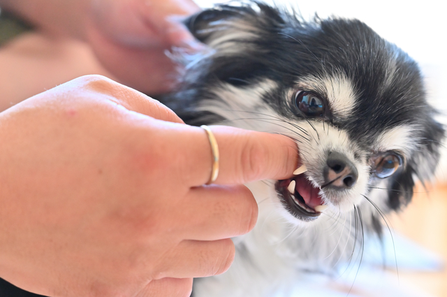 【愛犬がよく吠える】犬が吠えるのをやめさせたい！吠える理由はストレスや運動不足など様々…