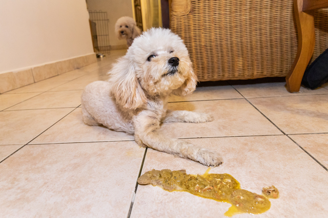 愛犬が餌を吐いてしまう6つの原因と対処法