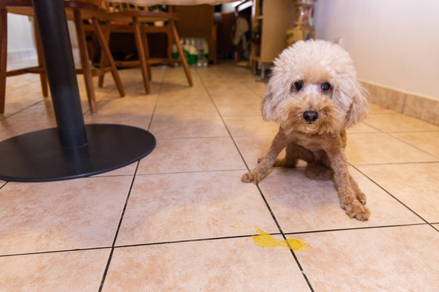 犬が餌を吐いたときの色と症状を見極める