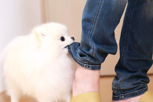 そもそも犬が噛みつくのは本能であることを理解する