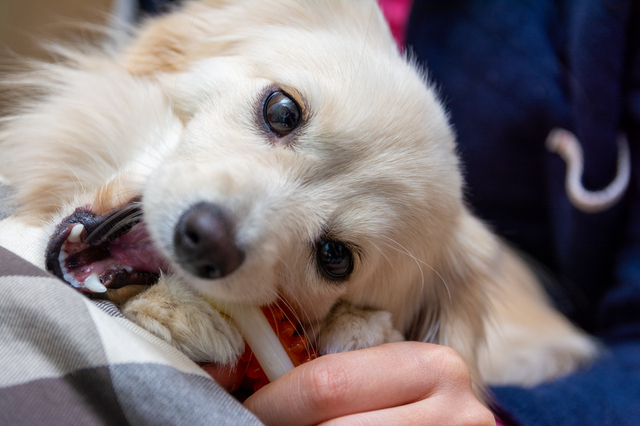 愛犬が噛む癖を治すための方法