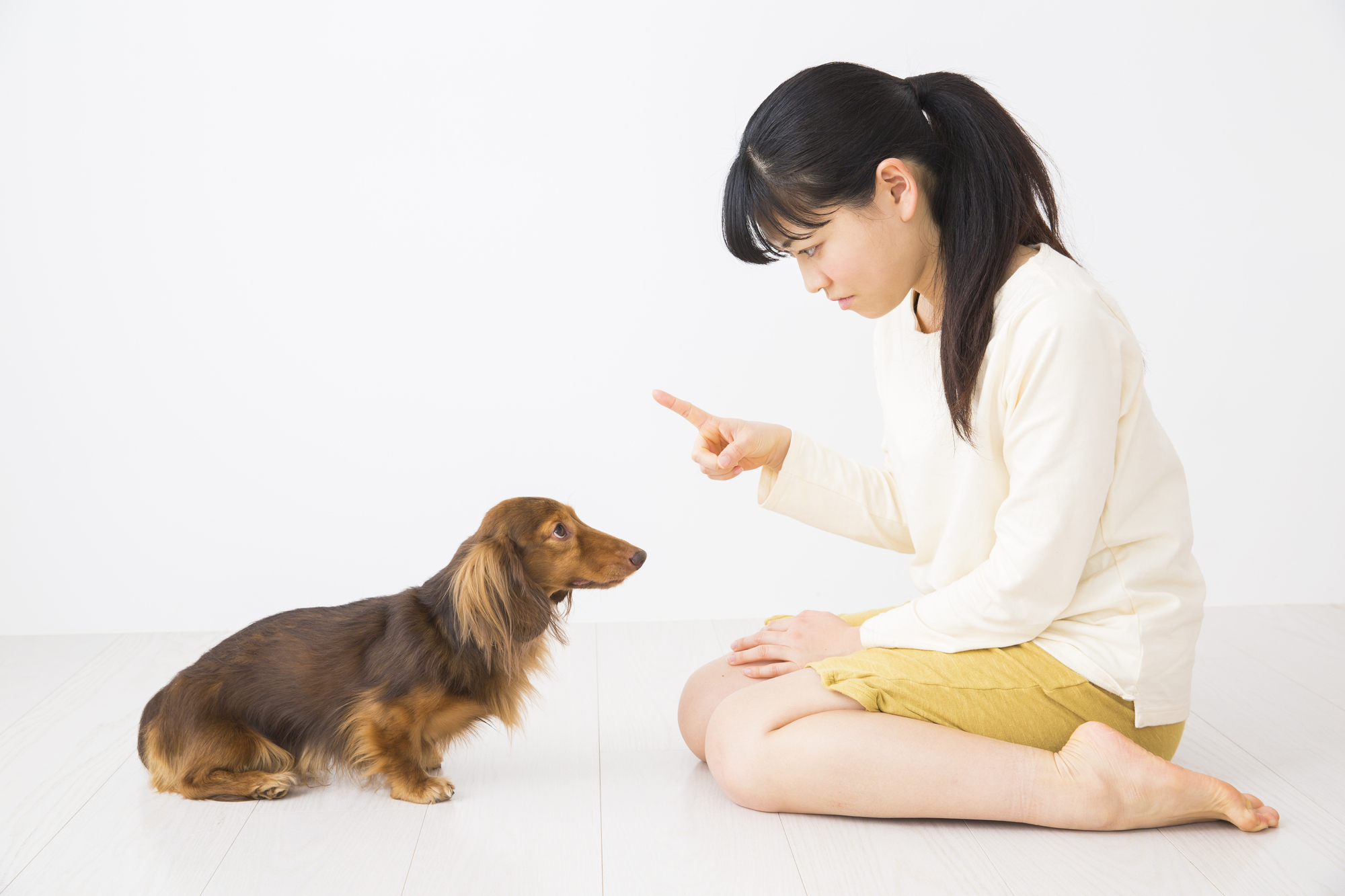 愛犬が噛むときに飼い主がやってはいけないこと