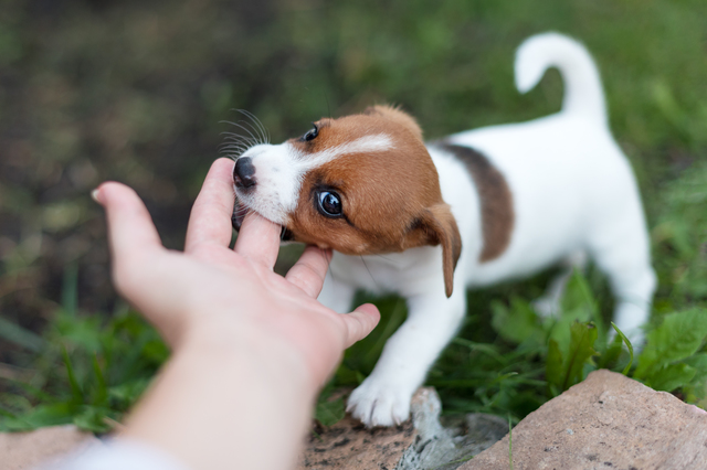 【Q&A】犬の噛みつきに関する質問