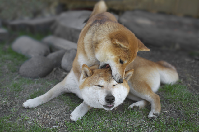 愛犬が噛むときは原因を理解して改善してあげましょう