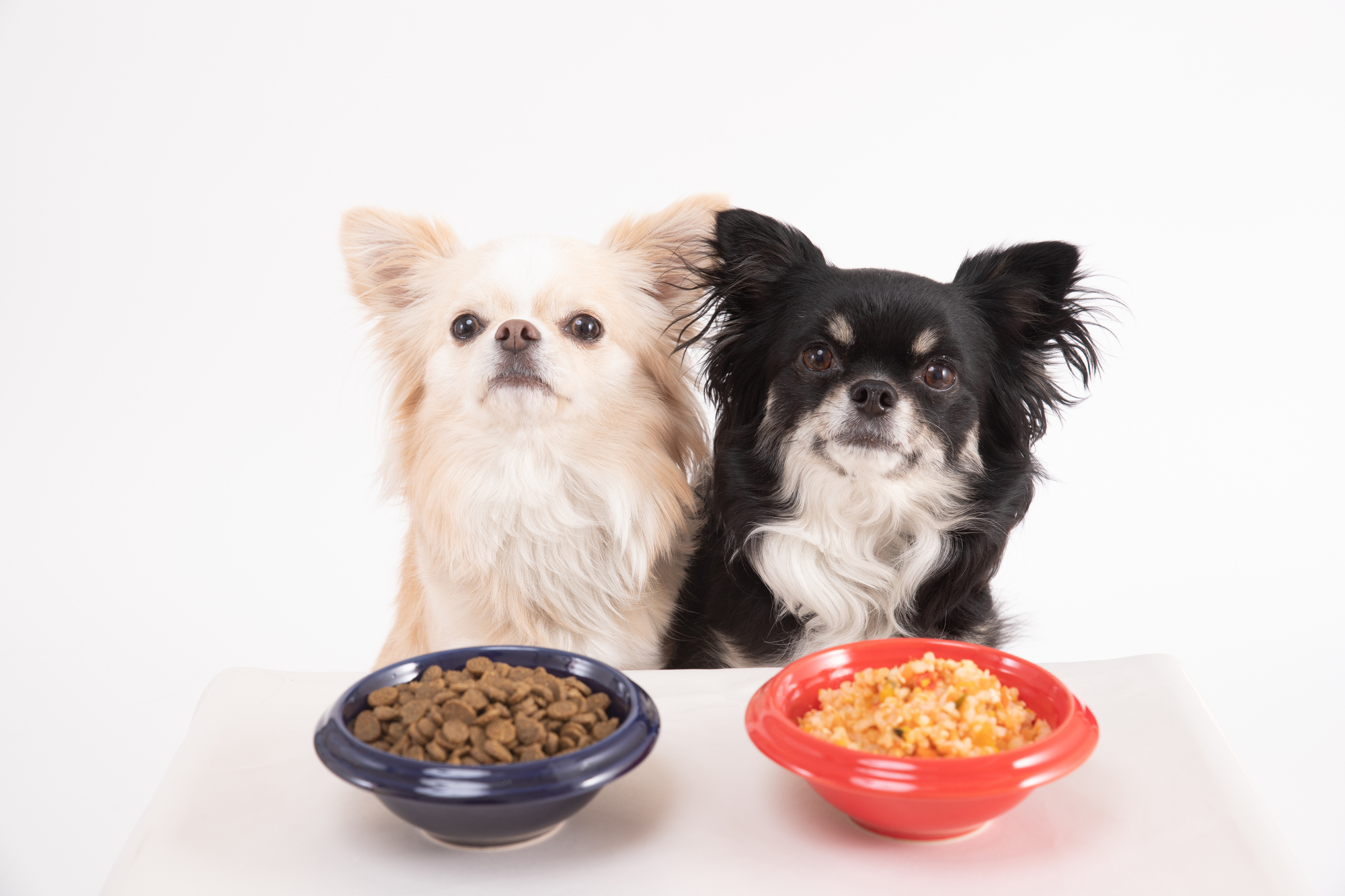 愛犬にとって食べやすいドッグフードの粒の大きさを考慮しよう