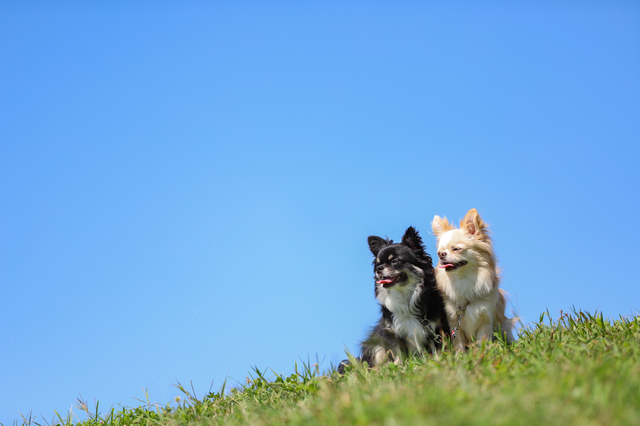 愛犬に必要なドッグフードの適正量を知って病気のリスクを減らそう！