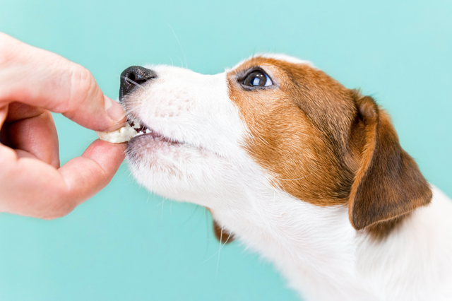 ドッグフードの選び方は愛犬の好みや健康に配慮して